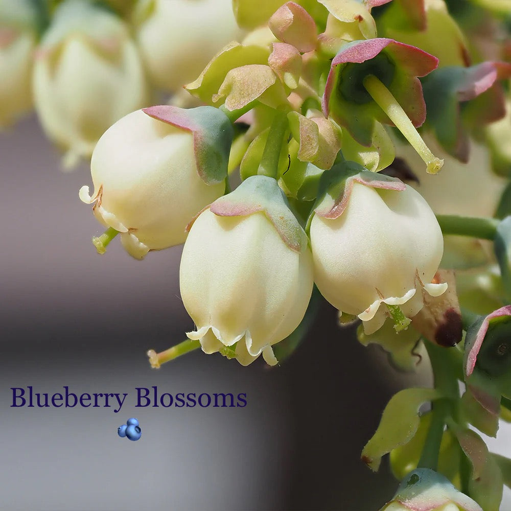 Sparkle Blueberry Blossom Earrings~ Mother of Pearl, Crystal, Sterling Silver or 18k Gold-Plated Fruit jewelry