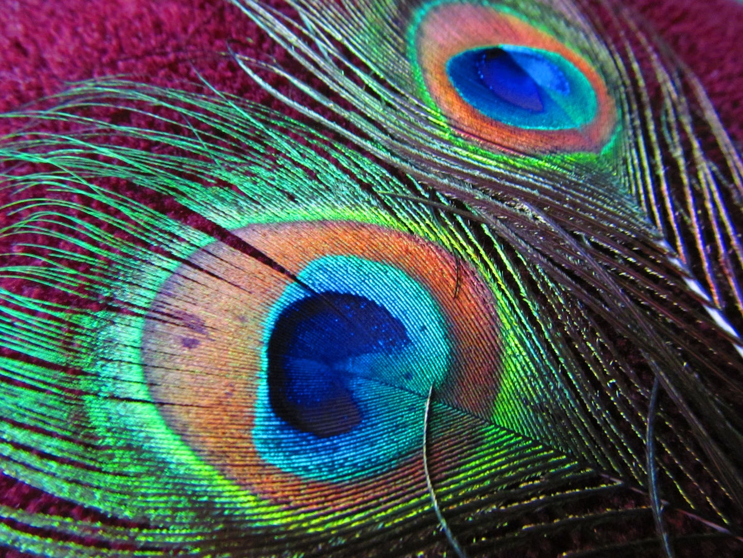Peacock Feather inspired Ear Climbers, in Sterling Silver or 14k Gold Filled; Choose your drop color